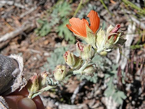 Gooseberryleaf Globemallow (Sphaeralcea grossulariifolia)