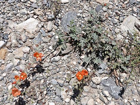 Gooseberryleaf Globemallow (Sphaeralcea grossulariifolia)