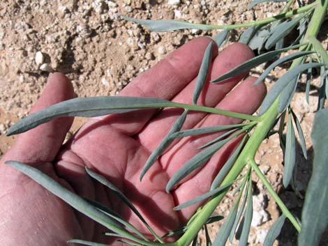 Desert Princesplume (Stanleya pinnata)