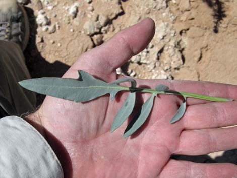 Desert Princesplume (Stanleya pinnata)