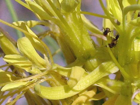 Desert Princesplume (Stanleya pinnata)