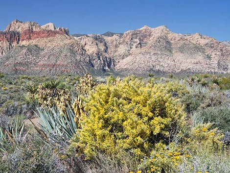 Longspine Horsebrush (Tetradymia axillaris)