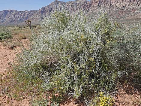 Longspine Horsebrush (Tetradymia axillaris)