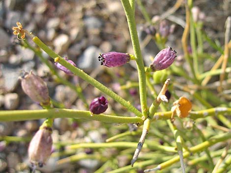 Turpentinebroom (Thamnosma montana)