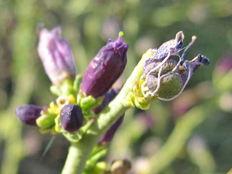 Turpentinebroom (Thamnosma montana)