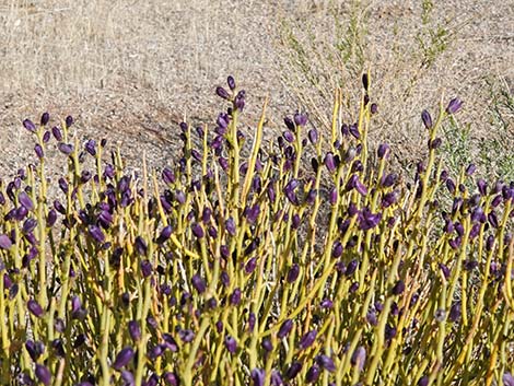 Turpentinebroom (Thamnosma montana)