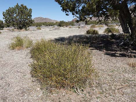 Turpentinebroom (Thamnosma montana)