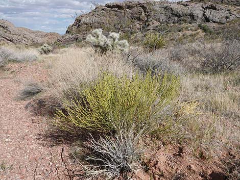 Turpentinebroom (Thamnosma montana)