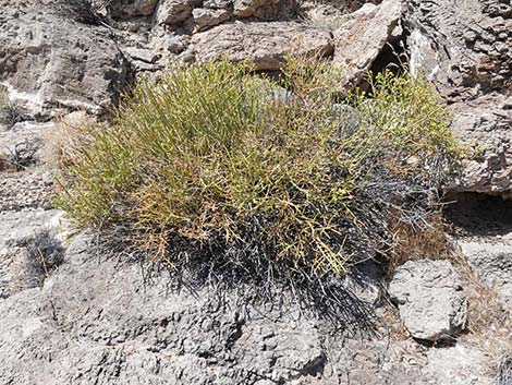 Turpentinebroom (Thamnosma montana)