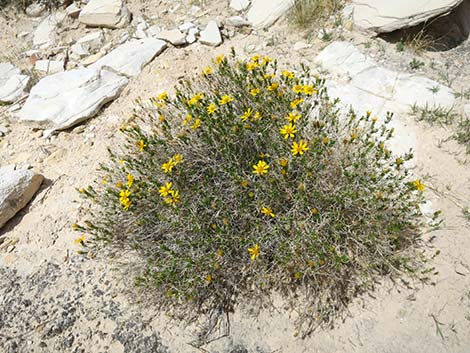 Dogweed Pricklyleaf (Thymophylla acerosa)