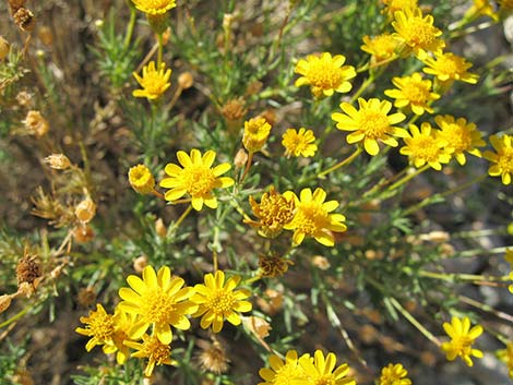 Fiveneedle Pricklyleaf (Thymophylla pentachaeta)