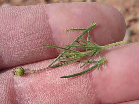 Fiveneedle Pricklyleaf (Thymophylla pentachaeta)