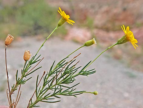 Fiveneedle Pricklyleaf (Thymophylla pentachaeta)