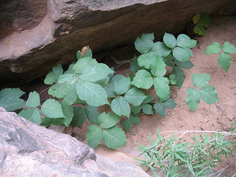 Western Poison Ivy (Toxicodendron rydbergii)