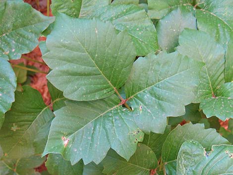 Western Poison Ivy (Toxicodendron rydbergii)