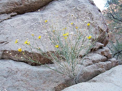 Spiny Goldenweed (Xanthisma spinulosum)