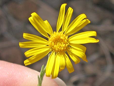 Spiny Goldenweed (Xanthisma spinulosum)