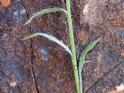 Spiny Goldenweed (Xanthisma spinulosum)