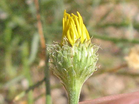 Spiny Goldenweed (Xanthisma spinulosum)