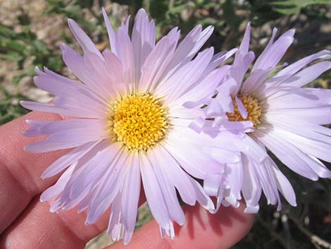 Desert Aster (Xylorhiza tortifolia)