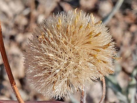 Desert Aster (Xylorhiza tortifolia)