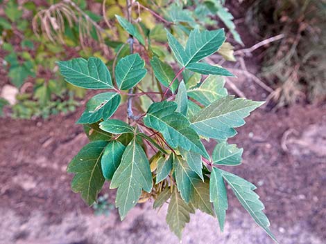 Boxelder (Acer negundo)