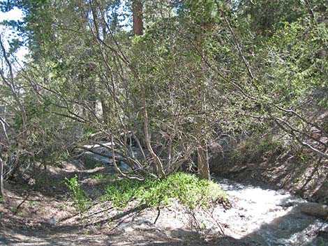 Water Birch (Betula occidentalis)