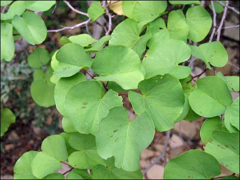 California Redbud (Cercis orbiculata)