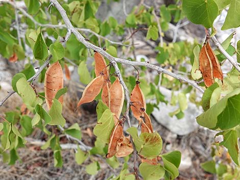 California Redbud (Cercis orbiculata)