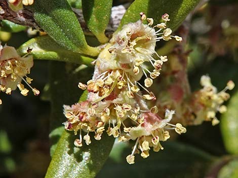 Curl-leaf Mountain Mahogany (Cercocarpus ledifolius)