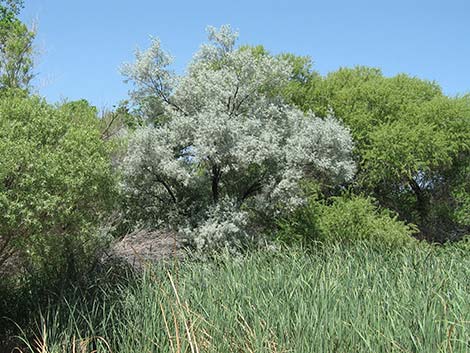 Russian Olive (Elaeagnus angustifolia)