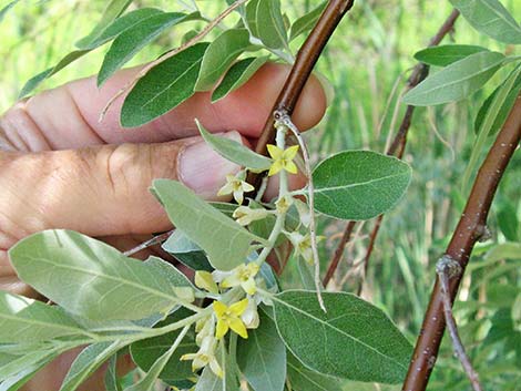 Russian Olive (Elaeagnus angustifolia)