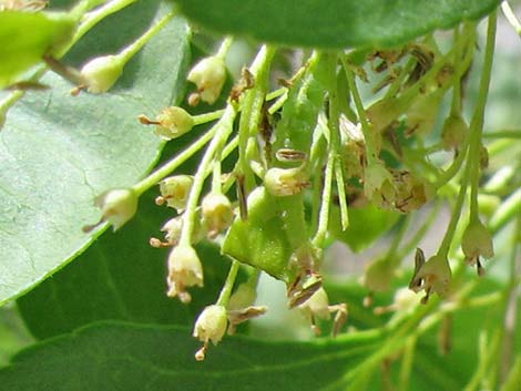 Singleleaf Ash (Fraxinus anomala)