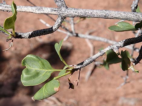 Singleleaf Ash (Fraxinus anomala)