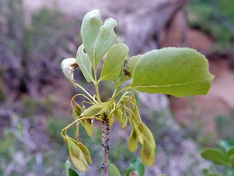 Singleleaf Ash (Fraxinus anomala)