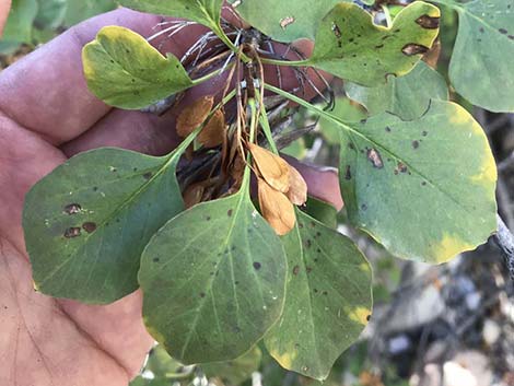 Singleleaf Ash (Fraxinus anomala)