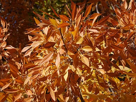 Velvet Ash (Fraxinus velutina)