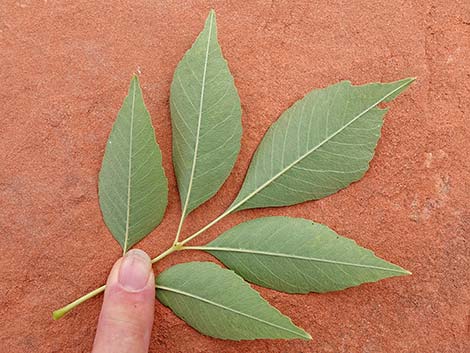 Velvet Ash (Fraxinus velutina)