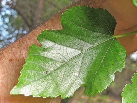 White Mulberry (Morus alba)