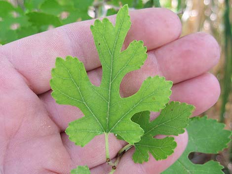 White Mulberry (Morus alba)