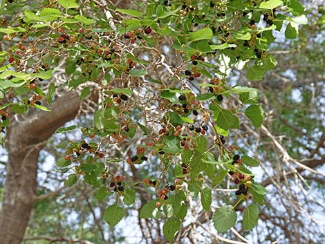 White Mulberry (Morus alba)