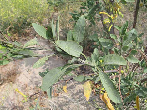 Tree Tobacco (Nicotiana glauca)