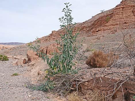 Tree Tobacco (Nicotiana glauca)