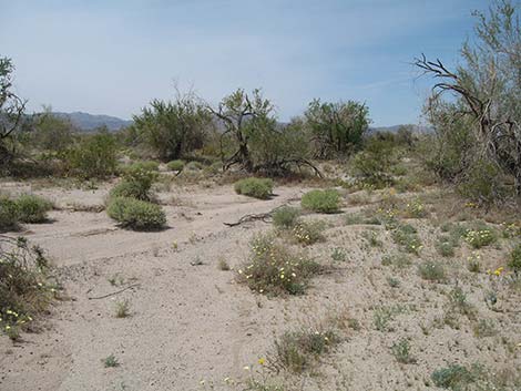 Ironwood Tree (Olneya tesolata)