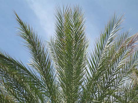 Date Palm (Phoenix dactylifera)