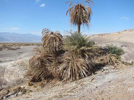 Date Palm (Phoenix dactylifera)