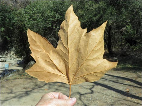 California Sycamore (Platanus racemosa)