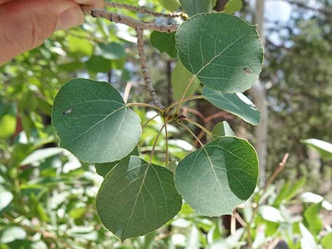 Quaking Aspen (Populus tremuloides)