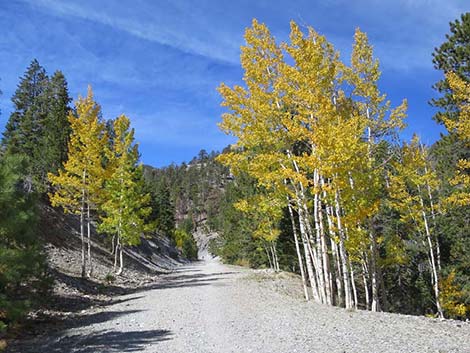 Quaking Aspen (Populus tremuloides)