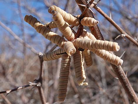 Screwbean Mesquite (Prosopis pubescens)